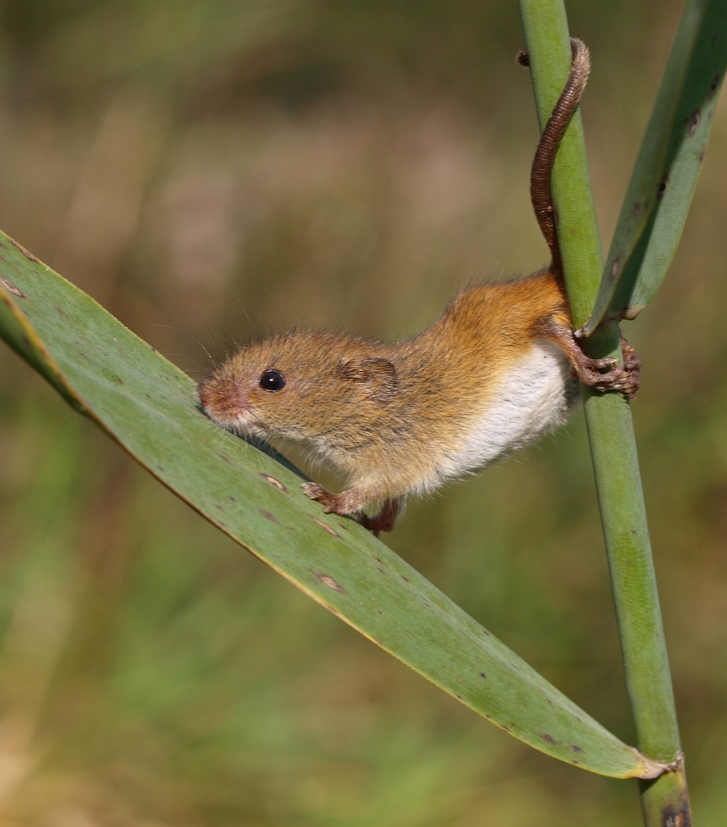 Micromys Minutus, Harvest Mouse